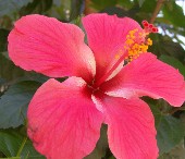 Hibiscus 